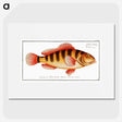 1-58_Ichtyologie-ou-Histoire-naturelle_picture