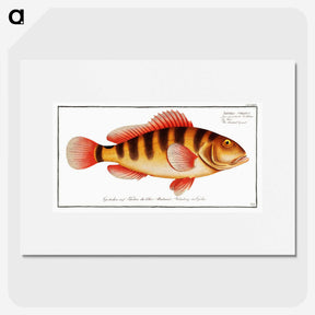 1-58_Ichtyologie-ou-Histoire-naturelle_picture