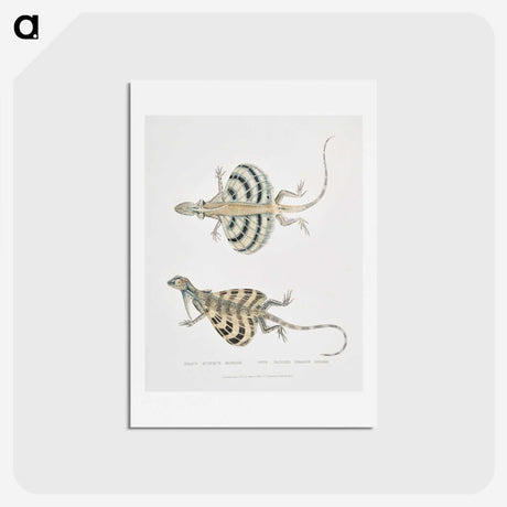 1-58_Indian-Zoology_hagaki