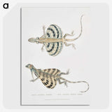 1-58_Indian-Zoology_picture-crop