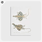 1-58_Indian-Zoology_postcard