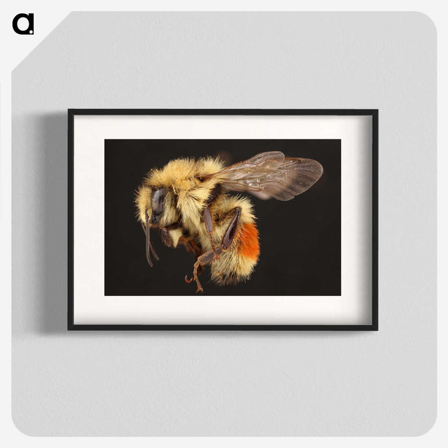 1-58_Insects-Unlocked-Project_blk