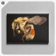 1-58_Insects-Unlocked-Project_canvas