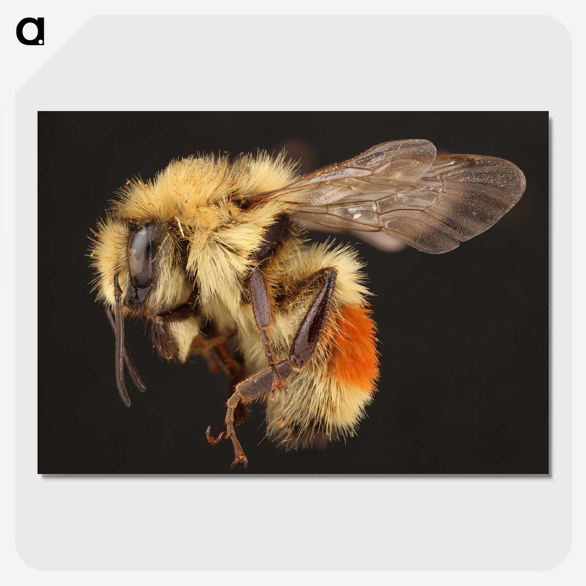 1-58_Insects-Unlocked-Project_picture-crop