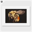 1-58_Insects-Unlocked-Project_picture