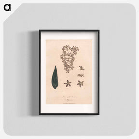 アートポスター-Flower of the Banskia Abissinica
 - ジェームス ヒース Poster.