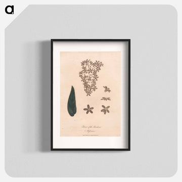 Flower of the Banskia Abissinica
 - ジェームス ヒース Poster.