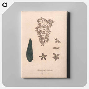 アートパネル-Flower of the Banskia Abissinica
 - ジェームス ヒース Canvas.