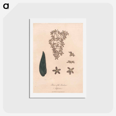 アートポストカード-Flower of the Banskia Abissinica
 - ジェームス ヒース Postcard.