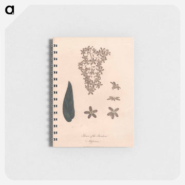 Flower of the Banskia Abissinica
 - ジェームス ヒース Memo.