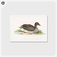 アートポストカード-Duck - ジャン ベルナール Postcard.