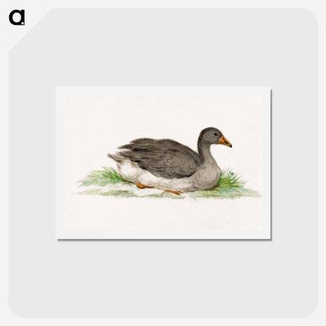 アートポストカード-Duck - ジャン ベルナール Postcard.