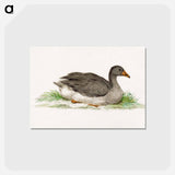 アートポストカード-Duck - ジャン ベルナール Postcard.