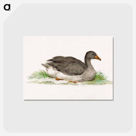 アートポストカード-Duck - ジャン ベルナール Postcard.