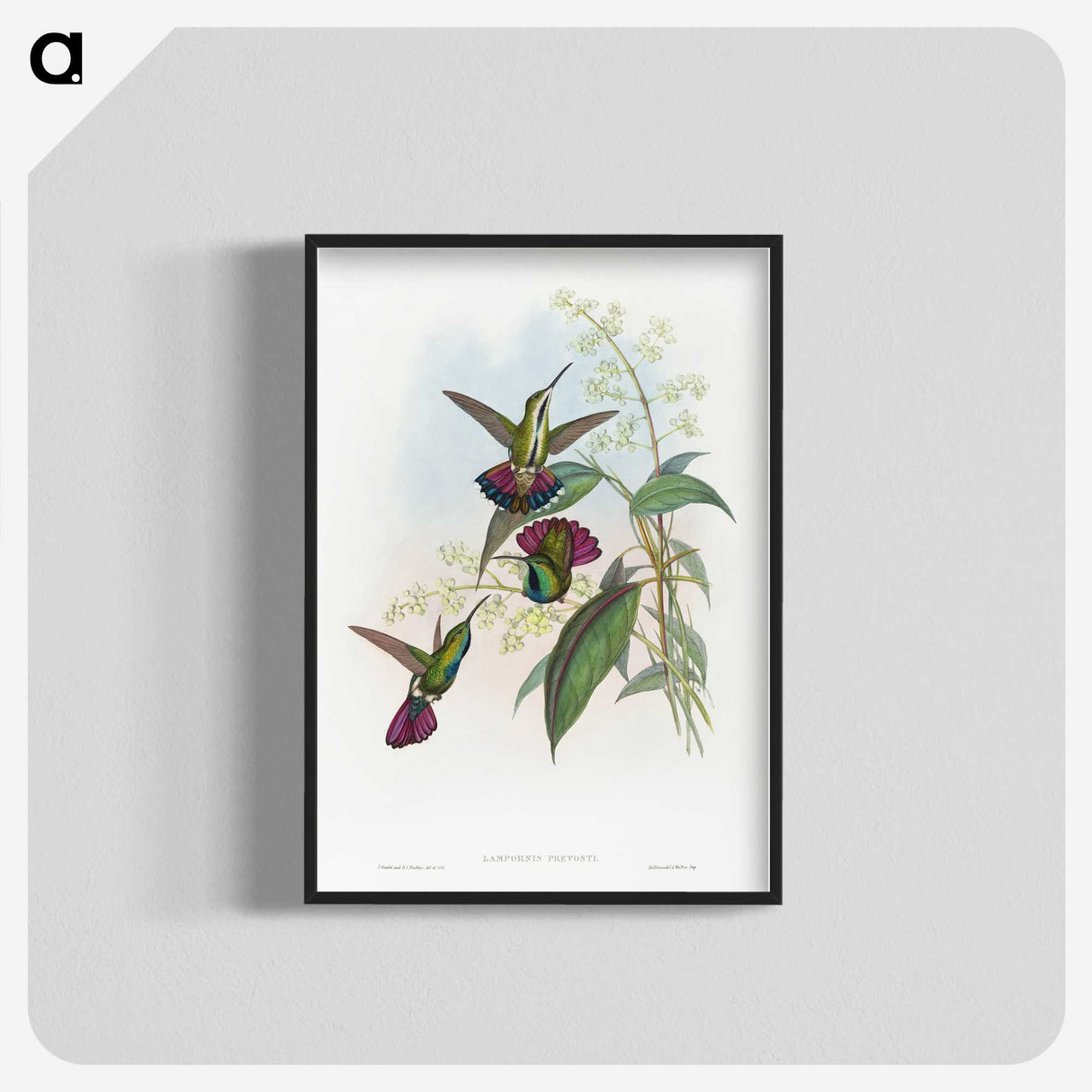 1-58_John-Gould_blk-crop
