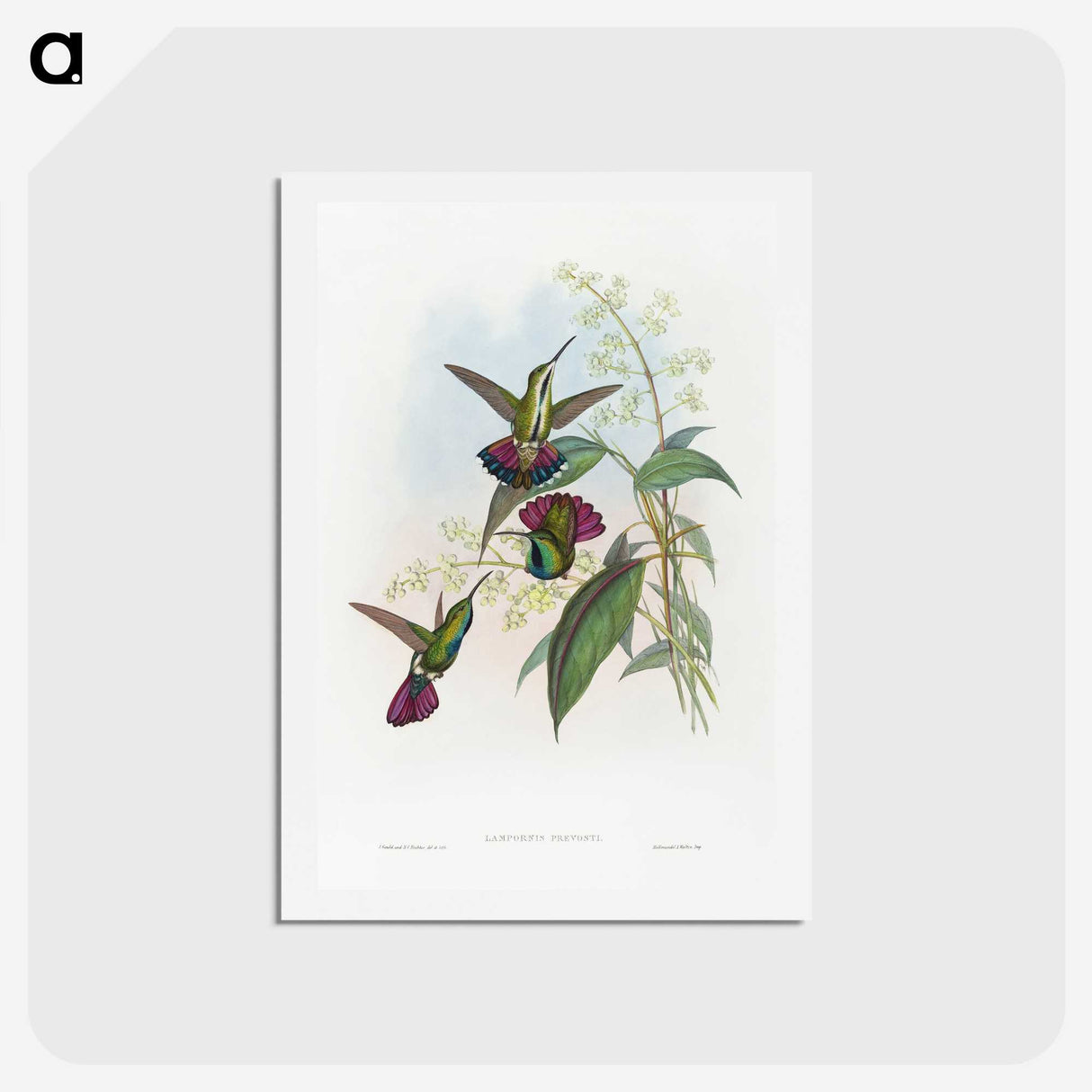 1-58_John-Gould_hagaki