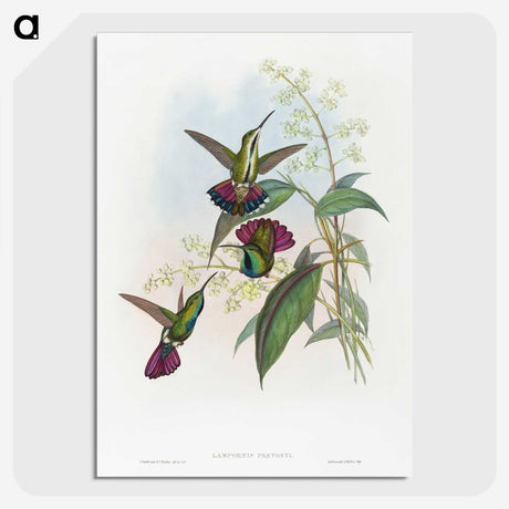 1-58_John-Gould_picture-crop