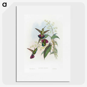 1-58_John-Gould_picture