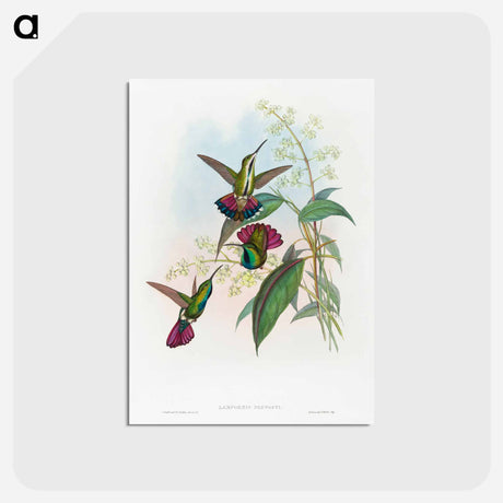 アートポストカード-Lampornis Prevosti
 - ジョン グールド Postcard.