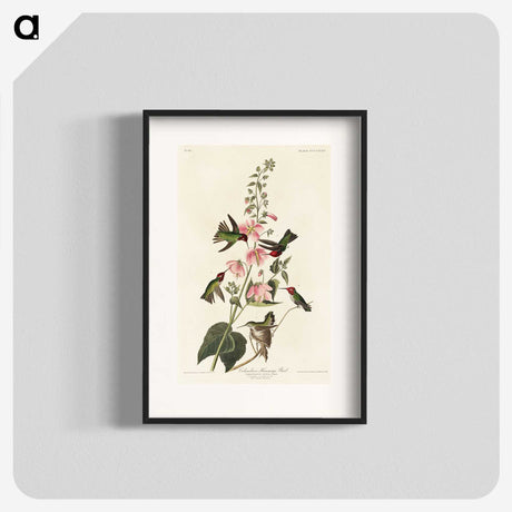 1-58_John-James-Audubon_blk