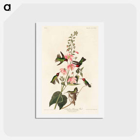 アートポストカード-Columbian Humming Bird
 - ジョン ジェームス オーデュボン Postcard.