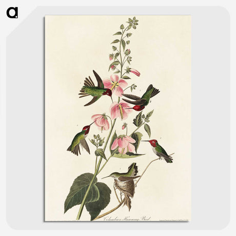 1-58_John-James-Audubon_picture-crop