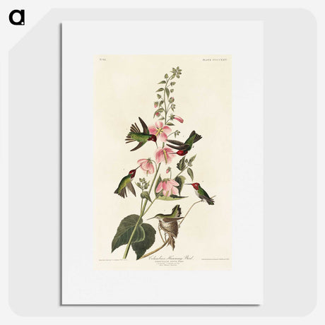 1-58_John-James-Audubon_picture