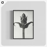 1-58_Karl-Blossfeldt_blk-crop