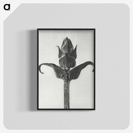 1-58_Karl-Blossfeldt_blk-crop
