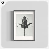 1-58_Karl-Blossfeldt_blk