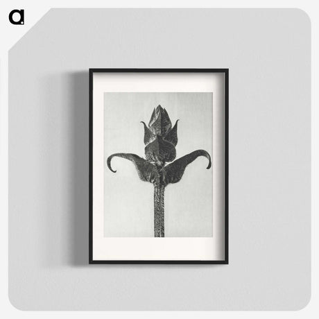 1-58_Karl-Blossfeldt_blk