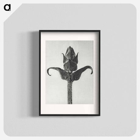 アートポスター-Brunella Grandiflora - カール ブロスフェルト Poster.