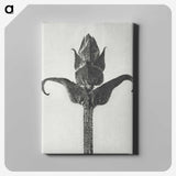 1-58_Karl-Blossfeldt_canvas