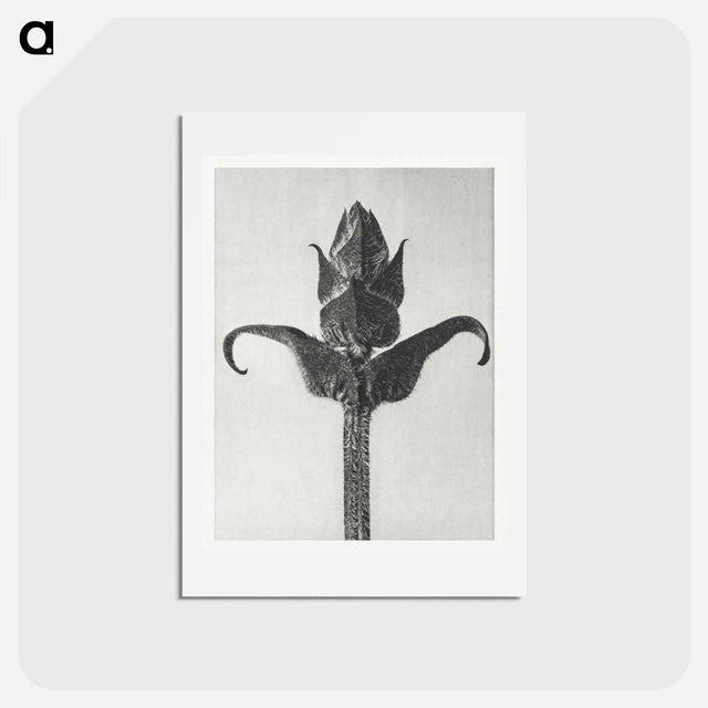 アートポストカード-Brunella Grandiflora - カール ブロスフェルト Postcard.