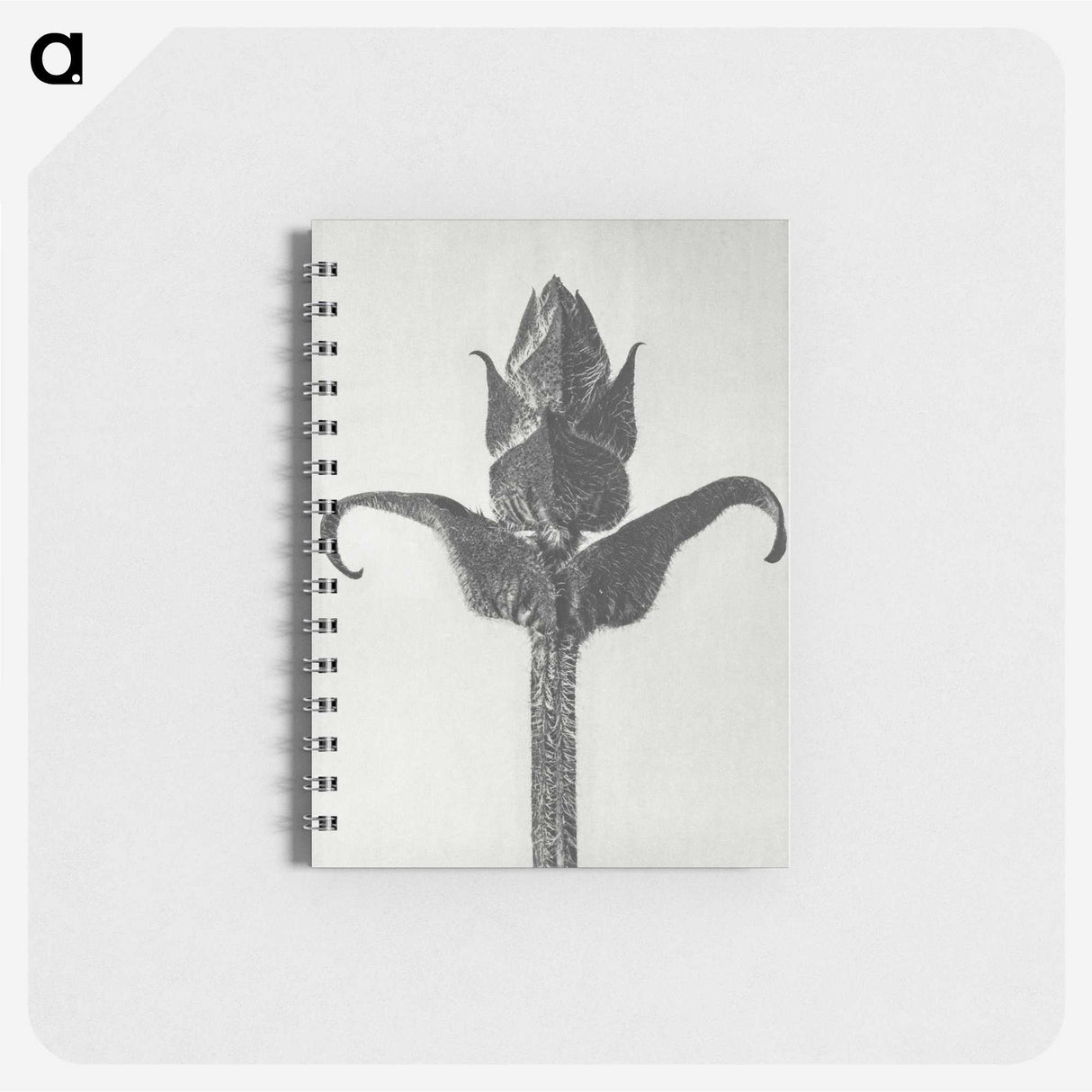 1-58_Karl-Blossfeldt_memo