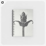 1-58_Karl-Blossfeldt_memo
