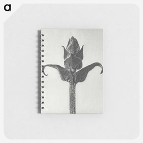 1-58_Karl-Blossfeldt_memo
