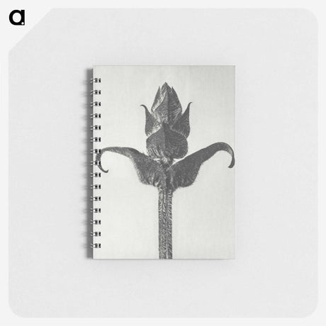 1-58_Karl-Blossfeldt_memo