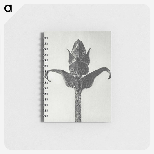 1-58_Karl-Blossfeldt_memo