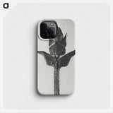1-58_Karl-Blossfeldt_phone