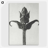 1-58_Karl-Blossfeldt_picture-crop