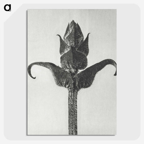 1-58_Karl-Blossfeldt_picture-crop