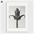 1-58_Karl-Blossfeldt_picture