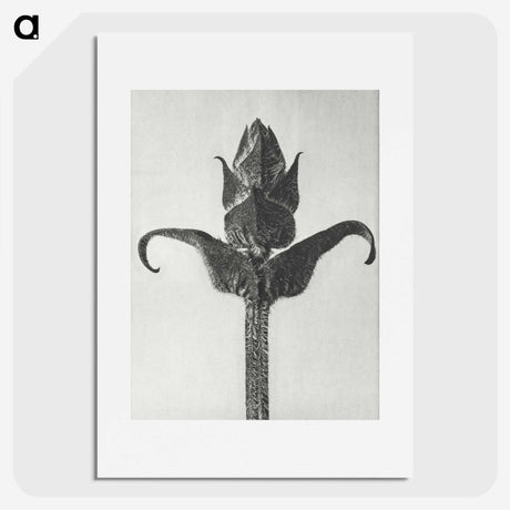 1-58_Karl-Blossfeldt_picture