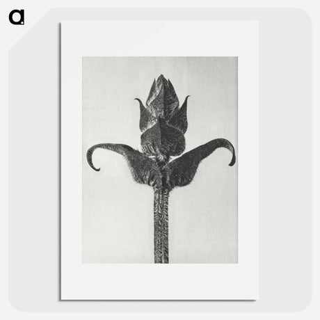 アートポスター-Brunella Grandiflora - カール ブロスフェルト Poster.