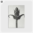 1-58_Karl-Blossfeldt_postcard