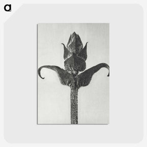 1-58_Karl-Blossfeldt_postcard