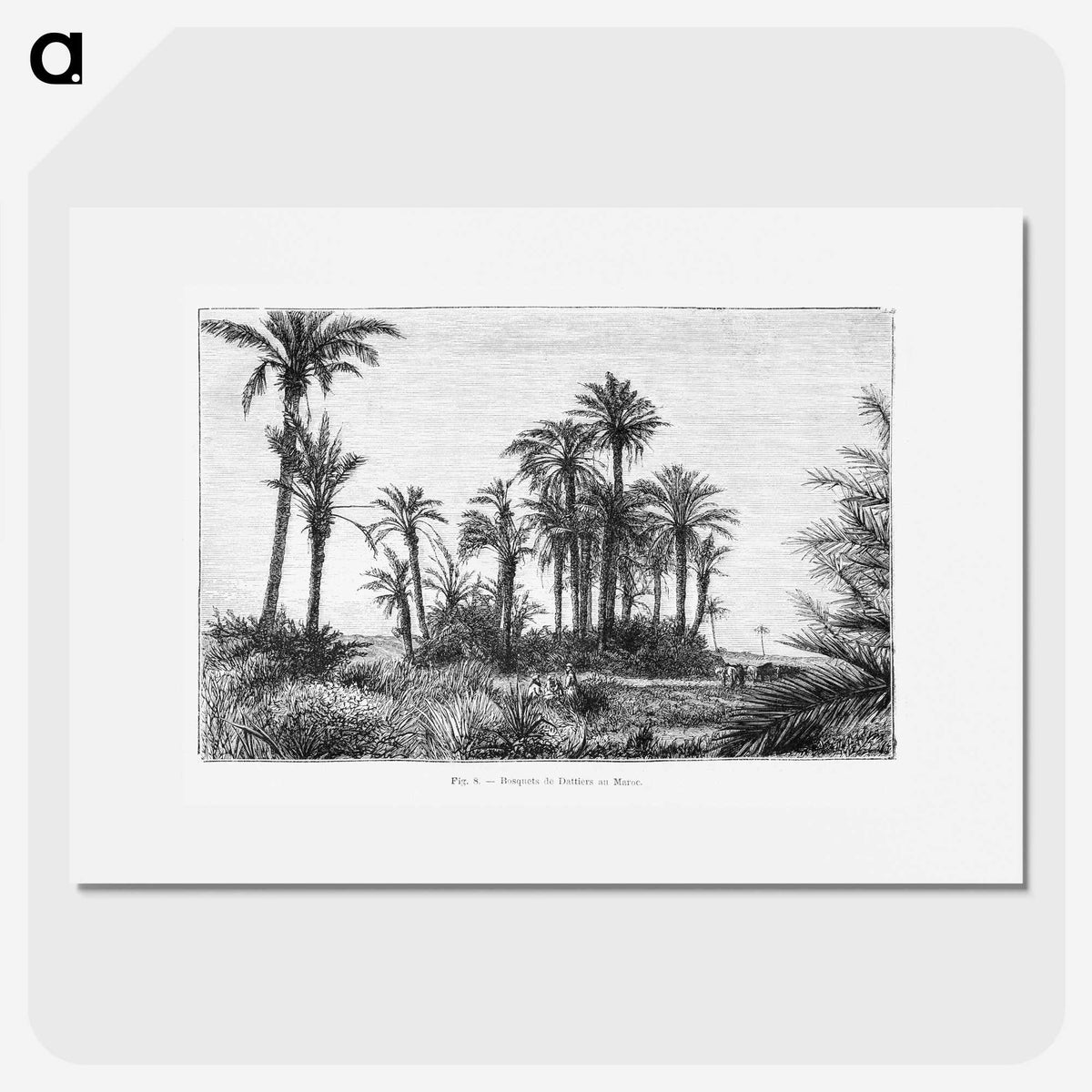 1-58_Les-Palmiers-Histoire-Iconographique_picture