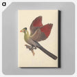 アートパネル-White-cheeked Turaco
 - ルイージ バルガーニ Canvas.