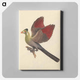 アートパネル-White-cheeked Turaco
 - ルイージ バルガーニ Canvas.